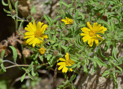 Imagem de Heterotheca villosa (Pursh) Shinners