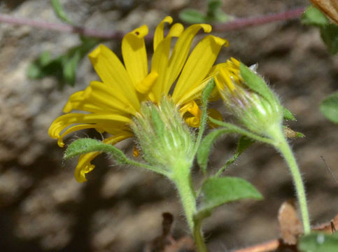 Imagem de Heterotheca villosa (Pursh) Shinners