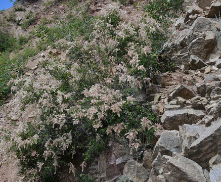 Image of rockspirea