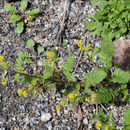 Image of Round-Fruit Yellowcress