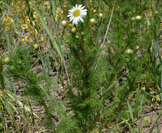 Image of stinking chamomile