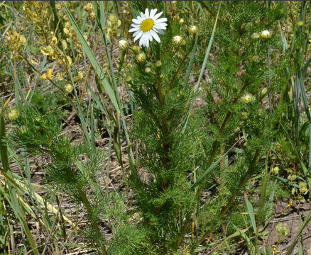 Image of stinking chamomile