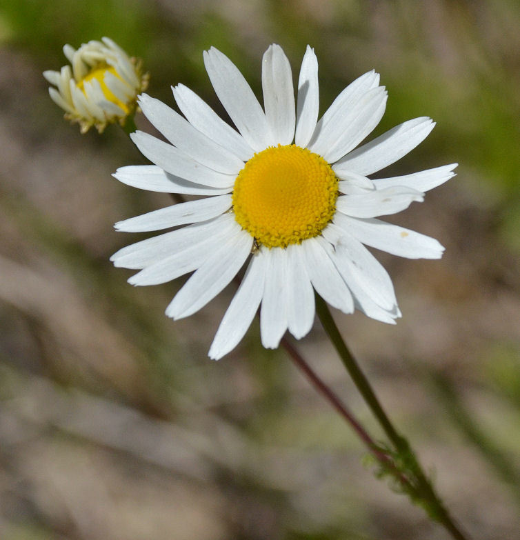 Image of stinking chamomile