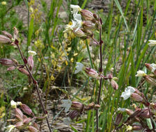 Слика од Silene latifolia Poir.