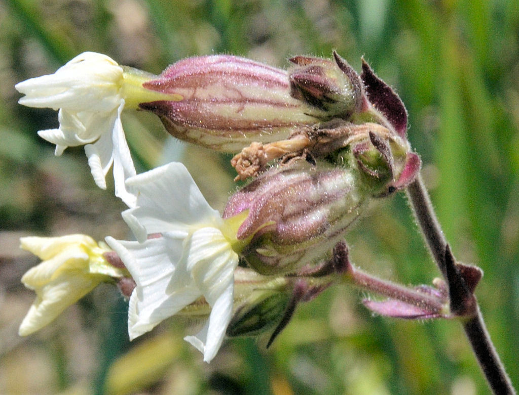 Слика од Silene latifolia Poir.