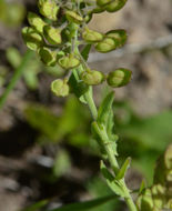 Image of field pepperweed