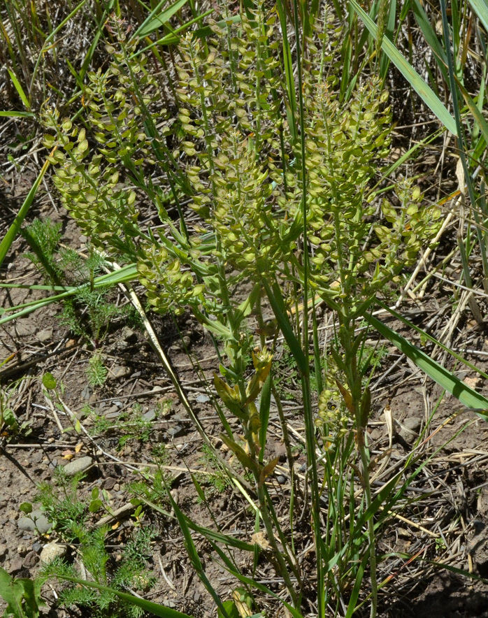 Image of field pepperweed