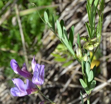 Image of bush vetchling