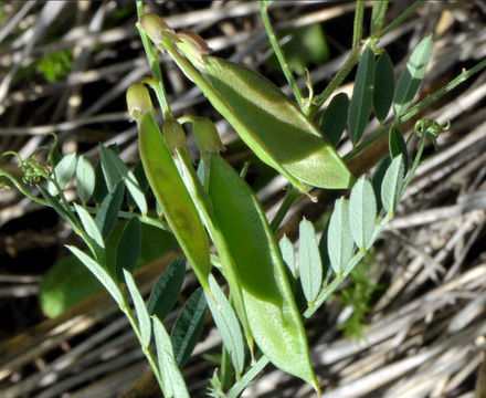 Image of bush vetchling