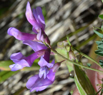 Image of bush vetchling