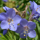 Image of towering Jacob's-ladder