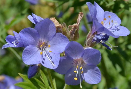 Слика од Polemonium foliosissimum A. Gray