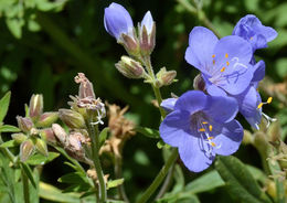 Слика од Polemonium foliosissimum A. Gray