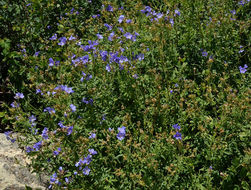 Слика од Polemonium foliosissimum A. Gray