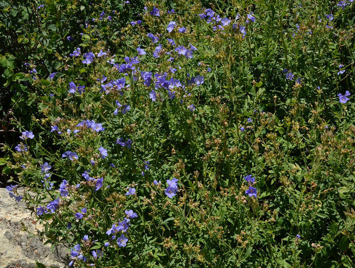 Image of towering Jacob's-ladder