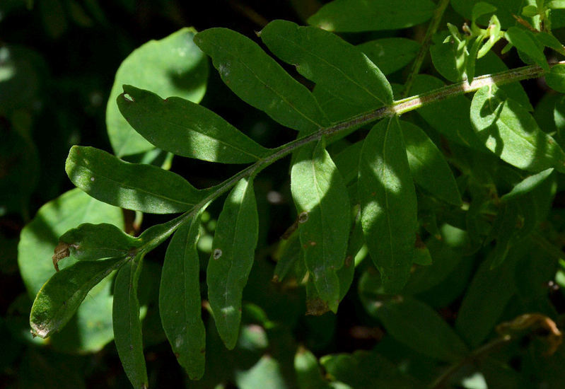 Слика од Polemonium foliosissimum A. Gray