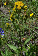 Image of Rocky Mountain goldenrod