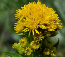 Image of Rocky Mountain goldenrod