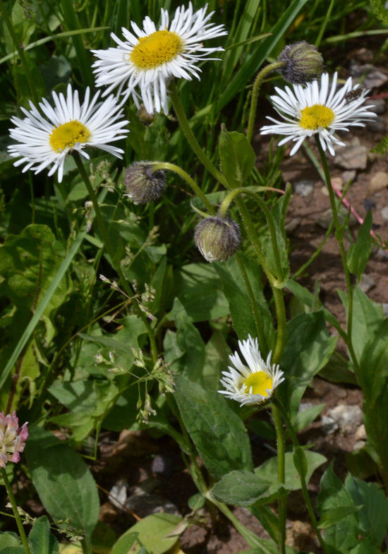 Image of large mountain fleabane