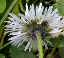 Image of large mountain fleabane