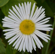 Image of large mountain fleabane