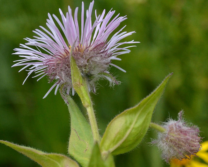 Image of Tall Fleabane