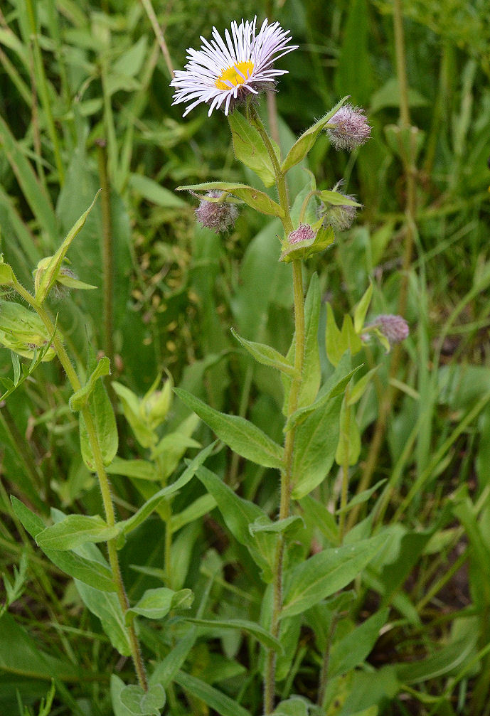 Image of Tall Fleabane