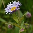 Слика од Erigeron elatior (A. Gray) Greene