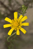 Image of coastal plain honeycombhead