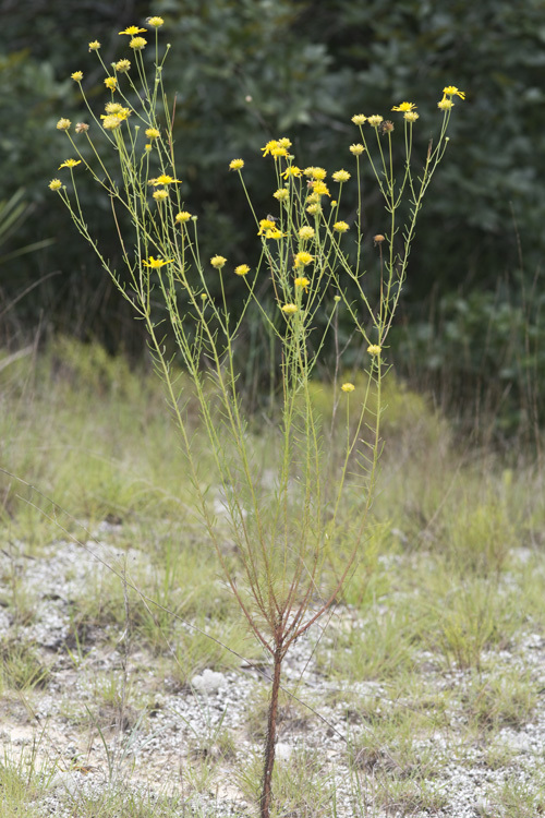 Image of coastal plain honeycombhead