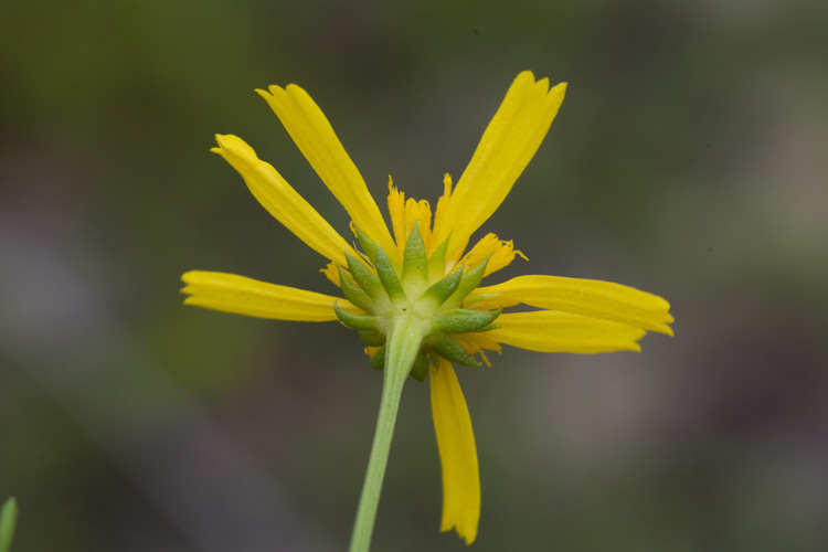 Image of coastal plain honeycombhead