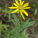 Слика од <i>Phoebanthus grandiflorus</i>