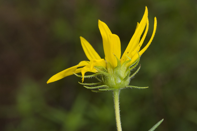 Imagem de <i>Phoebanthus grandiflorus</i>