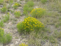 Image of threadleaf glowwort