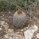 Image of rhinoceros cactus