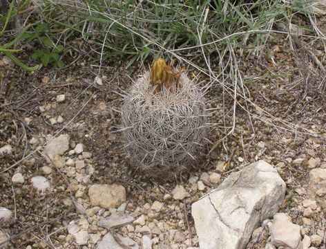 Image of rhinoceros cactus