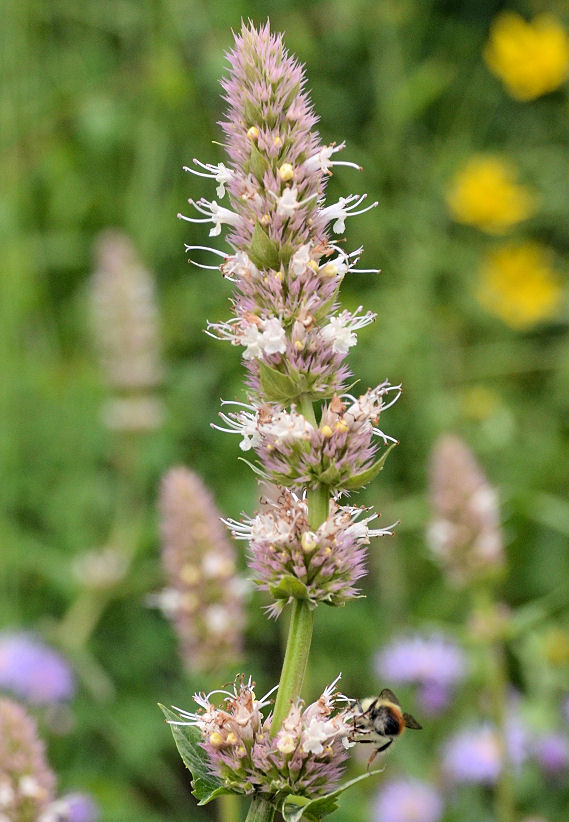 Image of nettleleaf giant hyssop