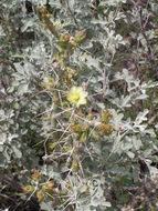 Imagem de Cylindropuntia leptocaulis (DC.) F. M. Knuth