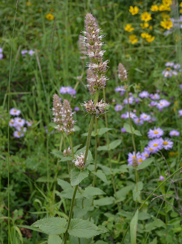 Image of nettleleaf giant hyssop