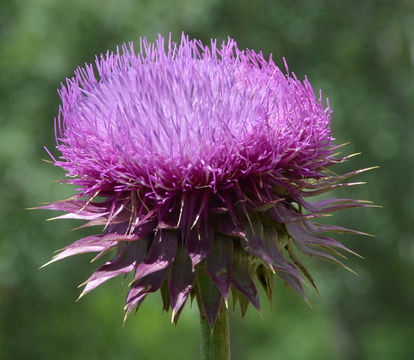 Image of Musk Thistle