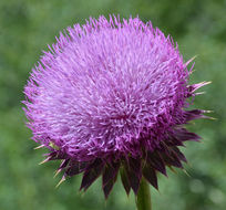 Image of Musk Thistle