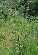 Image of Musk Thistle