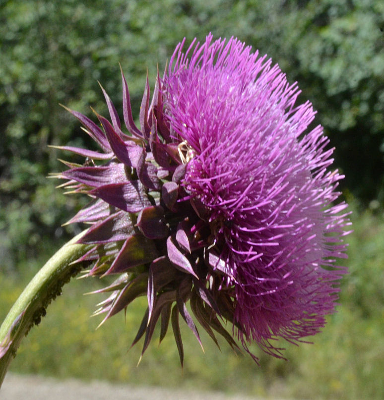 Image of Musk Thistle