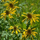 Image of cutleaf coneflower