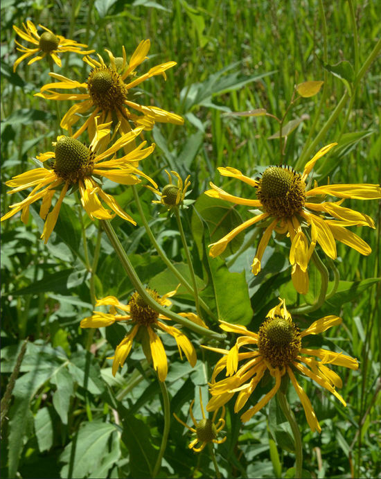 Image of cutleaf coneflower