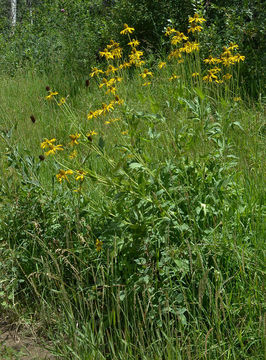 Image of cutleaf coneflower