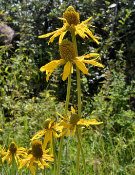 Image of cutleaf coneflower