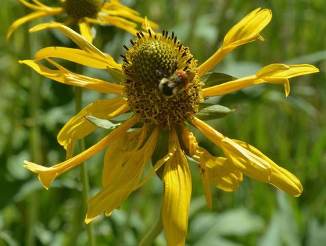 Image of cutleaf coneflower