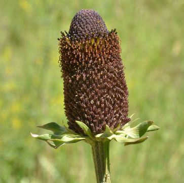 Image of cutleaf coneflower