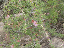 Image of fragrant mimosa